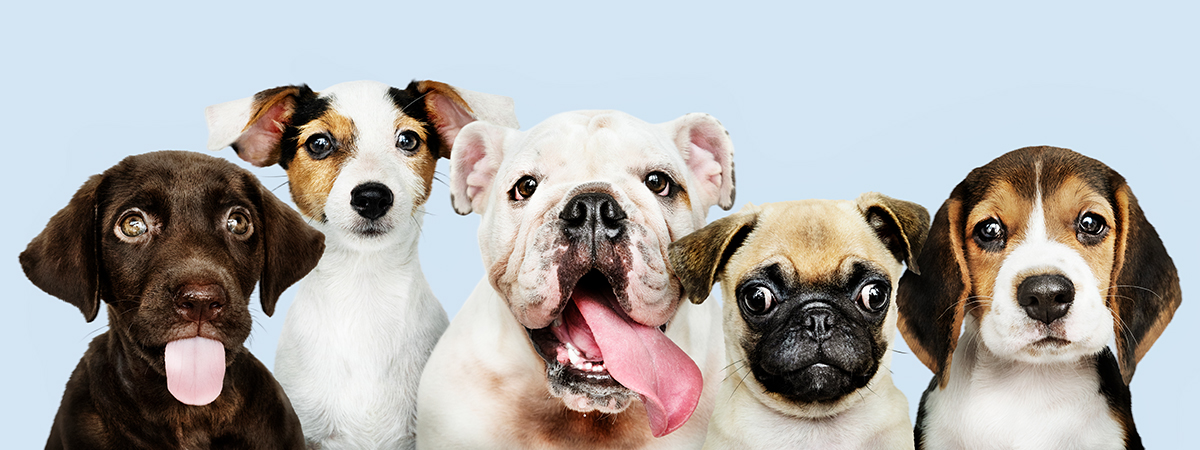 Every school 'needs dog as stress-buster'