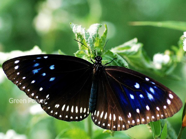 MYTHBUSTER: Breaking Myths About Sustainable Development